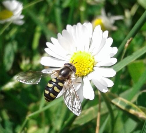 Eupeodes luniger